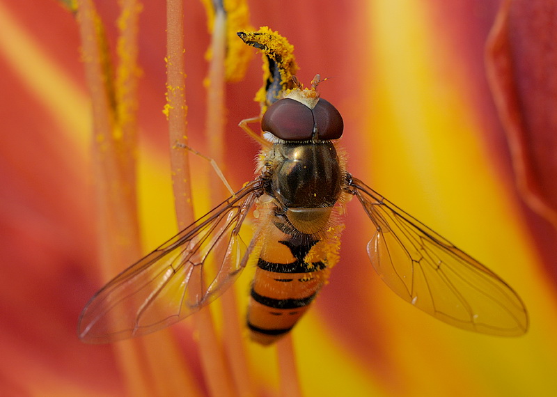 120709 Makro Blume Tiere D31_5622 Kopie.jpg